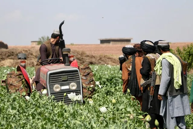 Taliban security personnel use a tractor to destroy a poppy plantation in Injil district of Herat Province on March 29, 2023. (Photo by Mohsen Karimi/AFP Photo)