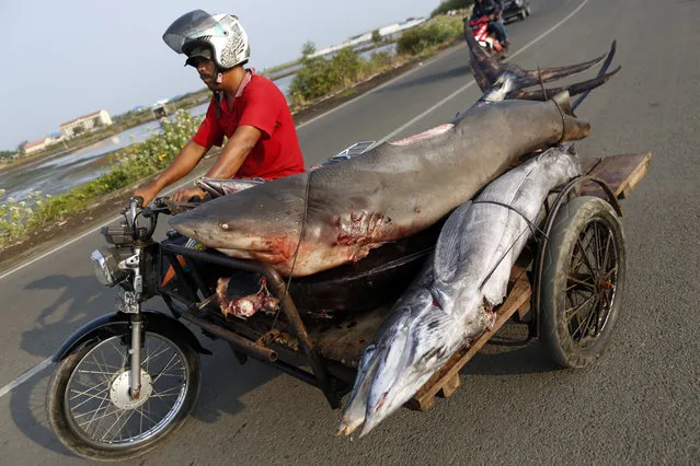 A fisherman transports a shark and other fish with his ride to the traditional fish market in Lampulo, Aceh, Indonesia, 12 April 2018. The fishing industry is one of Indonesia's largest economic contributor, with almost half of the country's population working in the sector. (Photo by Hotli Simanjuntak/EPA/EFE)