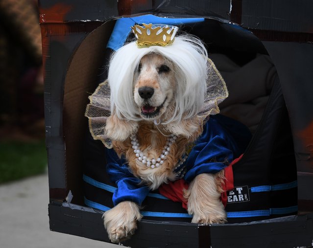 Dogs dressed in Halloween costumes are displayed during the annual Haute Dog Howl'oween parade in Long Beach, California on October 30, 2016. (Photo by Mark Ralston/AFP Photo)