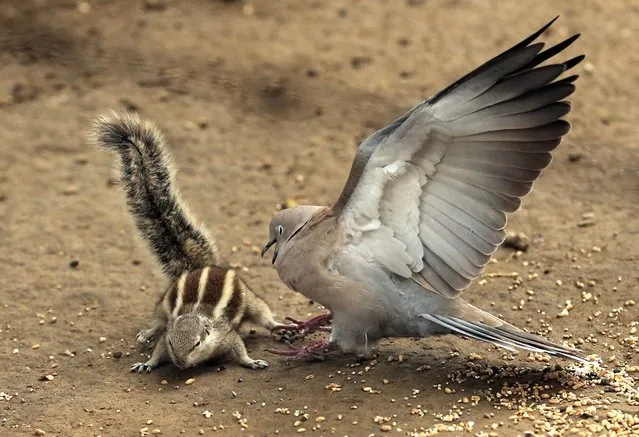 A dove chases away a chipmunk to claim wheat grains to eat, in a public garden, in Amritsar, India, 03 January 2021. (Photo by Raminder Pal Singh/EPA/EFE)