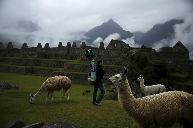 An operator walks among llamas, carrying the Trekker, a 15-camera device, while mapping the Inca citadel of Machu Picchu for Google Street View in Cuzco, Peru, August 11, 2015. (Photo by Pilar Olivares/Reuters)