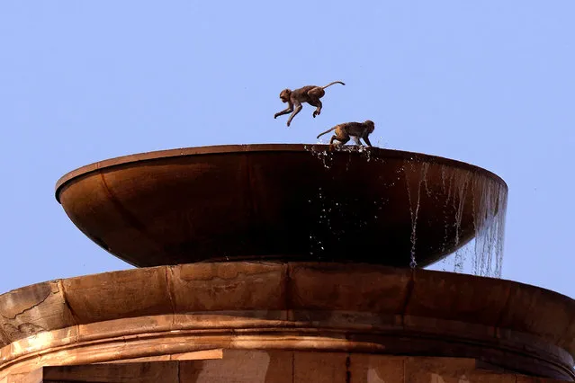 Monkeys cool off in a fountain atop the Indian presidential palace building in New Delhi, India, Tuesday, May 30, 2023. (Photo by Manish Swarup/AP Photo)