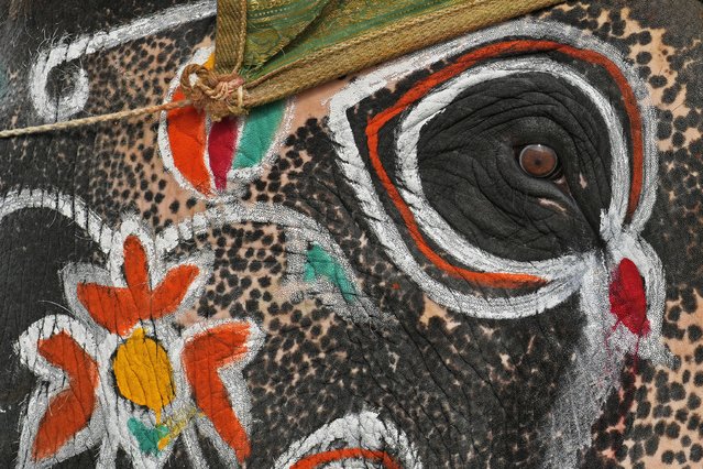 An elephant painted in multihued motifs is prepared to participate in Dussehra festivities, in Mysuru, India, Friday, October 11, 2024. (Photo by Aijaz Rahi/AP Photo)
