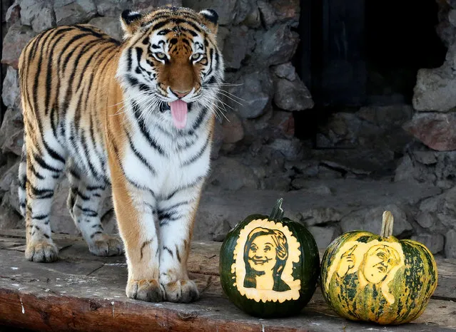 Yunona, a four-year-old female Amur tiger, stands near pumpkins with faces of U.S. presidential nominees Hillary Clinton and Donald Trump as it predicts the result of U.S. presidential election at the Royev Ruchey zoo in Krasnoyarsk, Siberia, Russia, November 7, 2016. (Photo by Ilya Naymushin/Reuters)