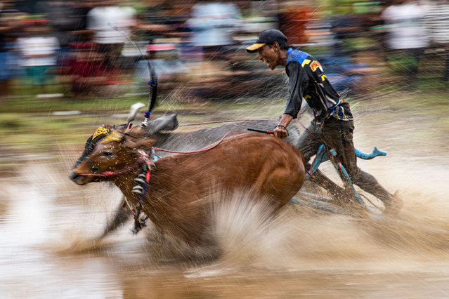 A participant competes during Sapi Brujul race at Jrebeng Kidul arena on February 02, 2025 in Probolinggo, Indonesia. The Sapi Brujul race is an annual traditional bull racing event originating from Jrebeng Kidul Village in Probolinggo, Indonesia. Held in muddy rice fields stretching 100 meters, the race takes place after the harvest season, serving as both a leisure activity and a form of entertainment for the local community, as well as a thanksgiving ritual before the planting season begins. Jockeys grasp the tails of their bulls and glide across the muddy track barefoot, balancing on wooden planks to demonstrate the strength of their bulls, which are later auctioned to buyers. (Photo by Robertus Pudyanto/Getty Images)