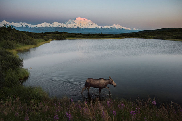 A moose in Denali National Park Alaska. (Photo by Caters News)