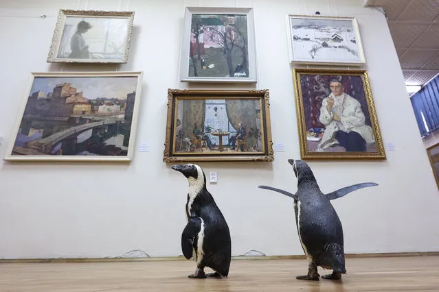 Penguins of the Lasta-Rica circus at the Bryansk Regional Art Museum in Bryansk, Russia on February 25, 2021. The penguins came to the circus in March 2020, but all the events were cancelled amid the COVID-19 pandemic. The Bryansk circus is opening after 10 months of down time. (Photo by Vyacheslav Prokofyev/TASS)
