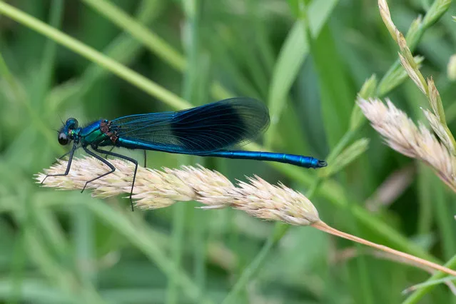 A banded demoiselle – a species of damselfly belonging to the family Calopterygidae – in Eton Wick, Windsor, Berkshire, UK on July 5, 2023. (Photo by Maureen McLean/Rex Features/Shutterstock)
