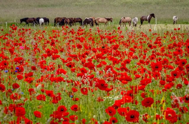 Horses graze behind a poppy field in Obernhain near Frankfurt, Germany, Wednesday, June 7, 2023. (Phoot by Michael Probst/AP Photo)