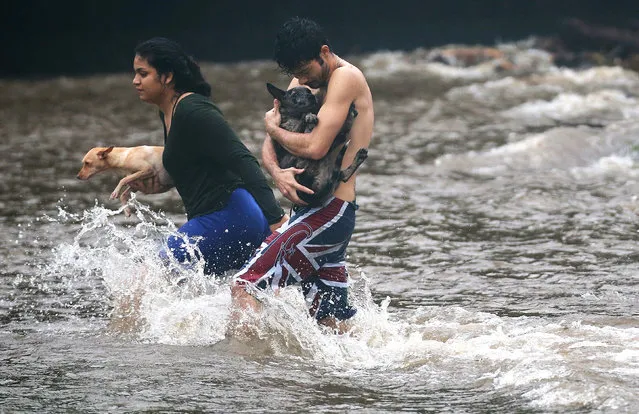 Residents carry dogs through flood waters to dry land, after playing in the water briefly on the Big Island on August 23, 2018 in Hilo, Hawaii. Hurricane Lane has brought more than a foot of rainfall to some parts of the Big Island which is under a flash flood warning. (Photo by Mario Tama/Getty Images)