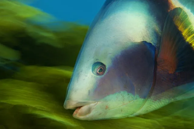 “Close up”. (Photo by Brian Skerry)