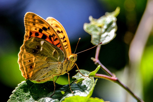A butterfly is seen of a leaf near Lake Van at Gevas district of Van in Turkey on July 01, 2018. There are many undiscovered coves resembling like Aegean and Mediterranean regions at Agin neighbourhood. Van hosts so many different species of animals and flora. (Photo by Ali Ihsan Ozturk/Anadolu Agency/Getty Images)