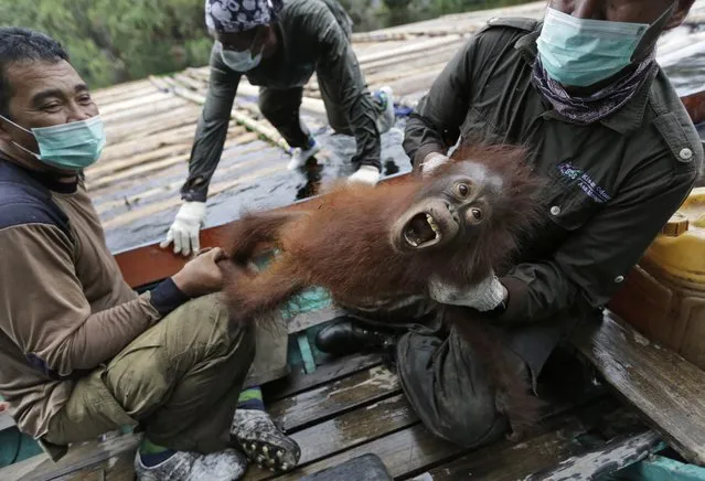 In this January 7, 2016, photo, conservationists of Borneo Orangutan Survival Foundation hold a baby orangutan rescued along with its mother during a rescue and release operation for orangutans trapped in a swath of jungle in Sungai Mangkutub, Central Kalimantan, Indonesia. Last year's forest fires drove orangutans closer to the river bank, where they had to live in an over-populated swath of forest as thin as 30 meters wide along the river. (Photo by Dita Alangkara/AP Photo)