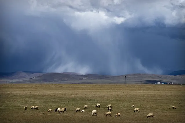 Sheep graze on the Tibetan plateau as the sun illuminates a cloudburst in the distance in Namtso in western China's Tibet Autonomous Region, as seen during a government organized visit for foreign journalists, Wednesday, June 2, 2021. (Photo by Mark Schiefelbein/AP Photo)