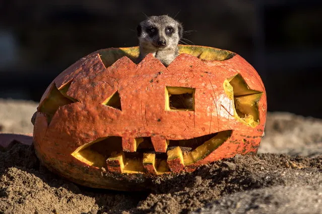 A meerkat jumps from a carved Halloween pumpkin at Zoo in Dvur Kralove, Czech Republic, 31 October 2018. Zoo in Dvur Kralove handed out Halloween treats to some of its animals to celebrate the Halloween festivities. Halloween falls on 31 October. (Photo by Martin Divisek/EPA/EFE)
