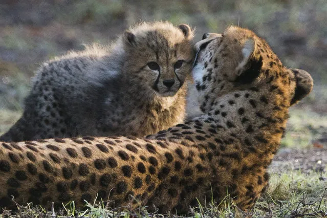 A Cheetah mother licks one of her six cubs as they venture outside for the first time after the cubs birth at Burgers' Zoo in Arnhem, eastern Netherlands, Tuesday, December 20, 2016. (Photo by Peter Dejong/AP Photo)