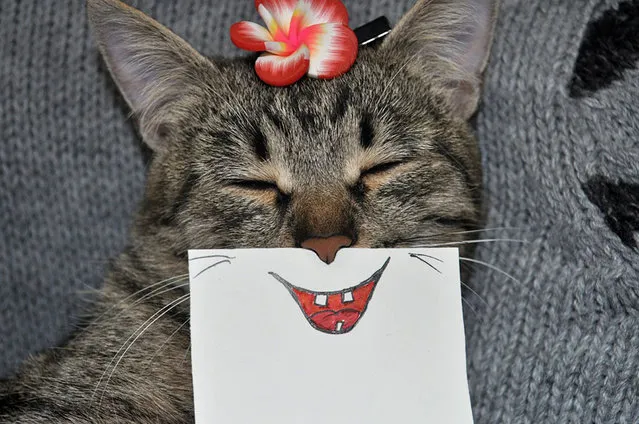 Funny Hand-Drawn Cat Facial Expressions