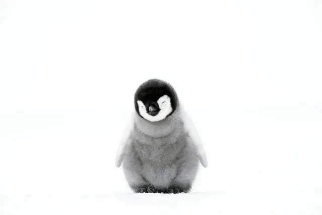 A four-week-old emperor penguin chick in Atka Bay, Antarctica. From this age on, parents increasingly encourage their young to leave the pouch and stand on their own two feet. (Photo by Stefan Christmann/NHU/BBC)