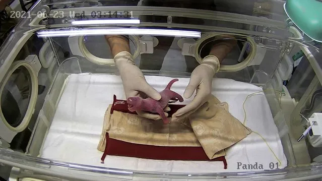 This handout photograph taken on June 23, 2021 and released by the Tokyo Zoological Park Society shows a staff member handling one of the newly-born twin cubs delivered by giant panda Shin Shin at Tokyo's Ueno Zoological Park. (Photo by Handout/Tokyo Zoological Park Society/AFP Photo)