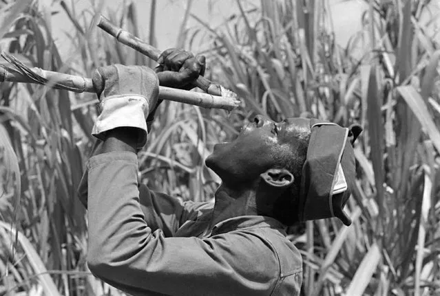 Sugar cane worker takes a quick break to enjoy some refreshing and energizing juice from the plant on a farm in Cuba, September 27, 1968.  (Photo by Henri Huet/AP Photo)