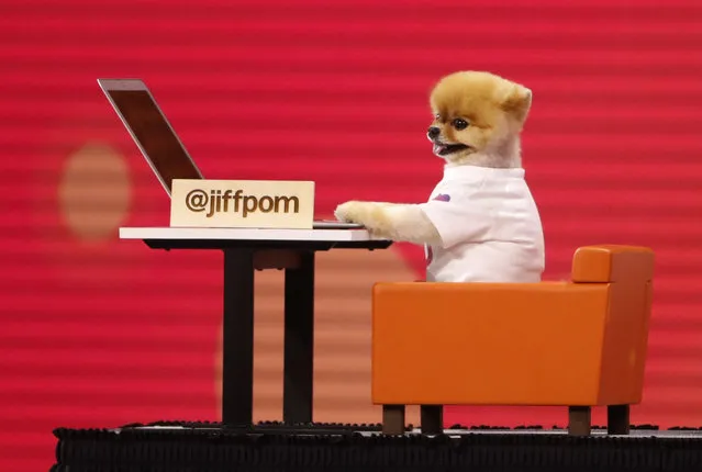Internet celebrity dog @jiffpom is wheeled on stage during a presentation at Facebook Inc's annual F8 developers conference in San Jose, California, May 1, 2018. (Photo by Stephen Lam/Reuters)