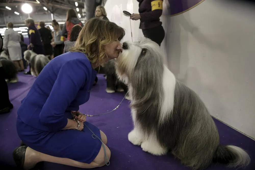 2016 Westminster Kennel Club Dog Show