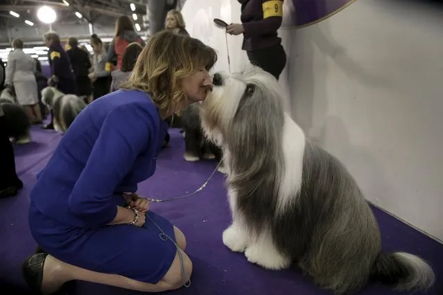 Julie Kempster from Toronto, Canada gets a kiss from her Bearded Collie Frank as they wait before judging at the 2016 Westminster Kennel Club Dog Show in the Manhattan borough of New York City, February 15, 2016. (Photo by Mike Segar/Reuters)