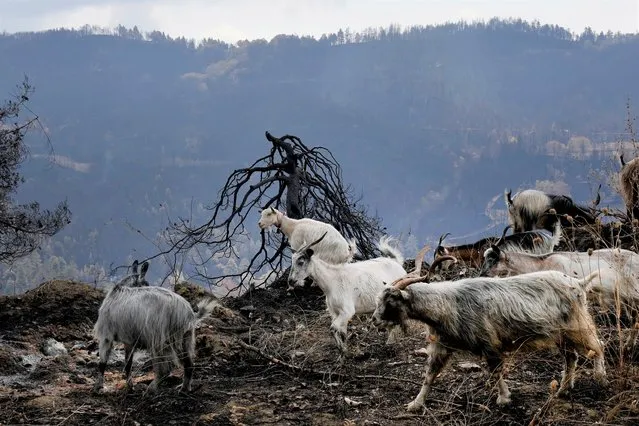 Goats are seen at a burn area near Krioneritis village on Evia island, about 181 kilometers (113 miles) north of Athens, Greece, Thursday, August 12, 2021. Greek Prime Minister Kyriakos Mitsotakis says the devastating wildfires that burned across the country for more than a week amount to the greatest ecological catastrophe Greece has seen in decades. (Photo by Petros Karadjias/AP Photo)