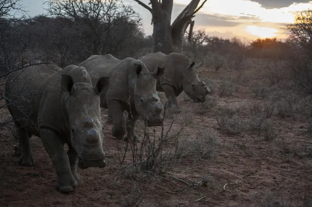 This file photo taken on November 10, 2016 shows dehorned rhinos roaming in the Kuduland Reserve as rangers take part in a joint intense anti- poaching training program with US military veterans in the Musina district In another life, Lynn was a sniper in Afghanistan, Damien trained paramilitary forces in Iraq, and John worked undercover infiltrating drug cartels in central America. Now all three are back in action, this time fighting what they describe as a “war” against poachers in southern Africa as the killing of rhinos escalates into a crisis that threatens the survival of the species. (Photo by Mujahid Safodien/AFP Photo)
