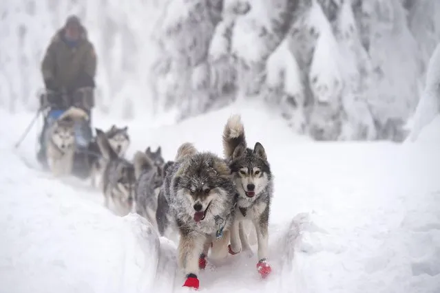 A competitor rides his dog sled during the Sedivackuv Long race on 25 January 2019, in Destne village, in the Orlicke mountains in Czech Republic. Only half of the hundred mushers who braved one of Europe's toughest sled dog races, the Czech Long Trail, finished the competition which ended on January 26, 2019. (Photo by Michal Cizek/AFP Photo)