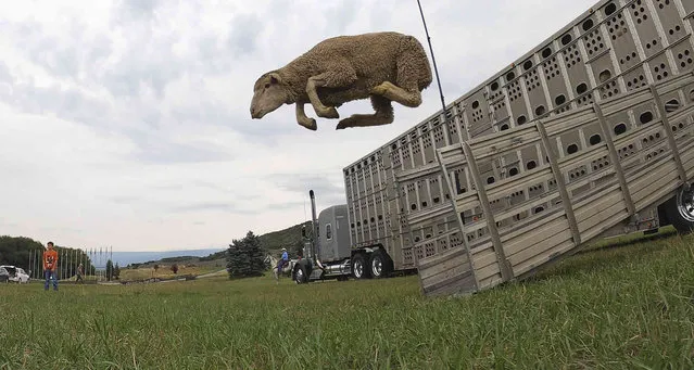A sheep leaps from a truck for this weekend's annual Soldier Hollow Classic Sheepdog Championship Wednesday, September 1, 2021, in Midway, Utah. A herd of sheep was unloaded at the Soldier Hollow Nordic Center in preparation for the 2021 Soldier Hollow Classic Sheepdog Championship, which runs Friday, Saturday, Sunday and Monday. The annual competition, tests the herding skills of some of the world's most highly trained border collies and their handlers. (Photo by Rick Bowmer/AP Photo)