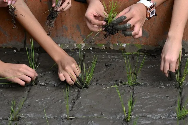 Students participate on a transplanting rice demonstration at a Rice Garden in Rizal Park, Manila on November 17, 2023. (Photo by Jam Sta Rosa/AFP Photo)