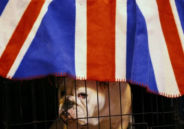 A Bulldog looks from its cage during the first day of the Crufts Dog Show in Birmingham, Britain March 10, 2016. (Photo by Darren Staples/Reuters)