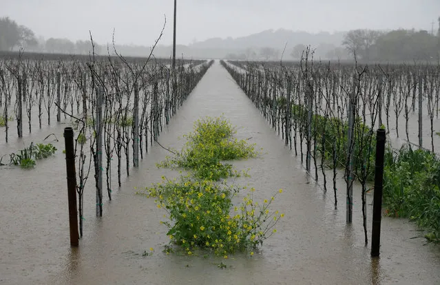 Mustard is seen between the rows of vineyards flooded by water from the Russian River Friday, March 11, 2016, in Forestville, Calif. Flood watches and warnings blanketed Northern California as the latest in a series of storms moved in, adding more moisture to an already wet March that has made up for a mostly bone-dry February in the drought-stricken state. (Photo by Eric Risberg/AP Photo)