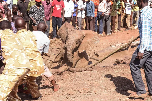 People watch as a young elephant, one of three, is rescued out of the deep mud on the shores of the seasonal Lake Kapnarok, situated at the base of the Kerio valley, part of the Kenyan Rift Valley's ecosystem in Baringo County, on April 1, 2019. The three pachyderms ventured deep into the drying lake bed in an effort to reach the receding waters and ended up mired taking scores of villagers and a Kenya Wildlife Services (KWS) team six-hours to free the land giants. (Photo by Evans Kimaiyo/AFP Photo)