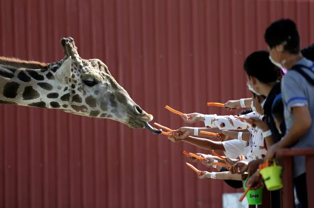 Visitors are seen giving carrots to a giraffe at their enclosure at the Xenpal Zoo in Garcia, on the outskirts of Monterrey, Mexico on October 21, 2021. (Photo by Daniel Becerril/Reuters)