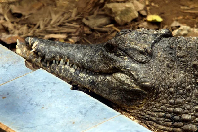 A West African Slender-snouted Crocodile is pictured in its enclosure at the zoo of Abidjan, Ivory Coast September 9, 2016. (Photo by Luc Gnago/Reuters)