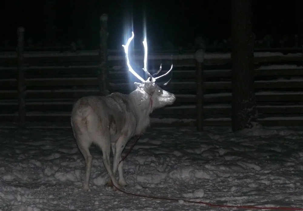 The Week in Pictures: Animals, February 15 – February 21, 2014