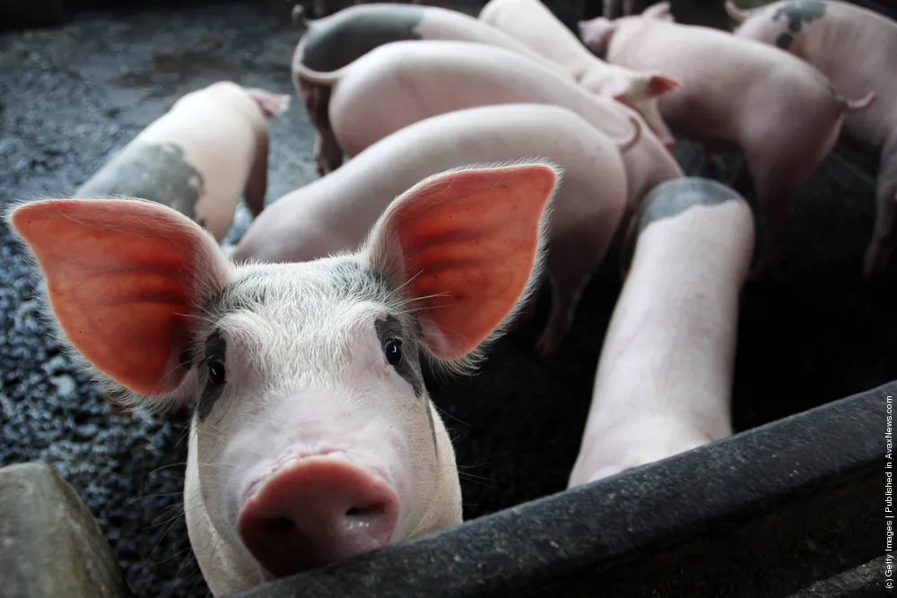 Tasty Pork. Bon Appetit!