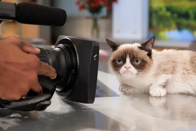 Internet sensation Grumpy Cat appears on “Good Morning America”, 3/22/13, airing on the ABC Television Network. (Photo by Lou Rocco/ABC via Getty Images)