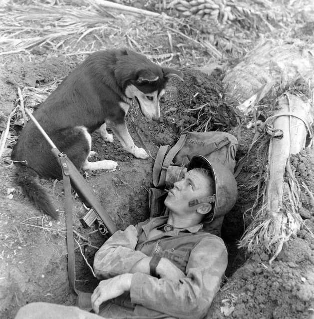 View of an American marine as he lies in a foxhole and whistles at a husky, one of the scouting dogs used during the landing on Guam, August 1944. (Photo by W. Eugene Smith/Time & Life Pictures/Getty Images)