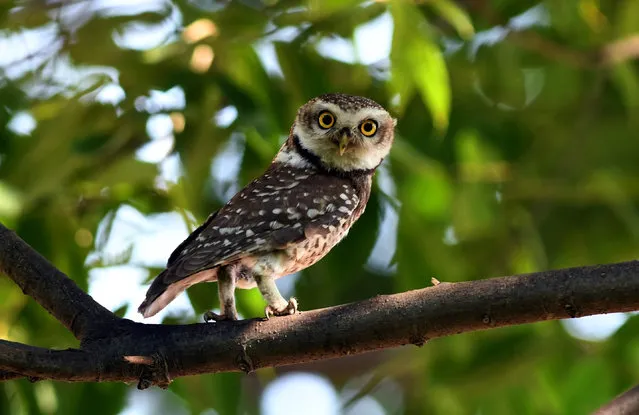 A spotted owlet, small owl breeding in tropical Asia, looks on as it sits on a tree branch in Kathmandu on May 17, 2019. (Photo by Prakash Mathema/AFP Photo)