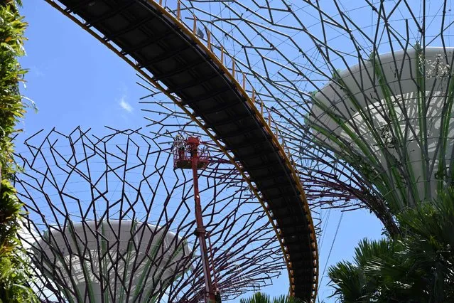 A worker gives a paint touch-up to a part of the Supertree structure at the Gardens by the Bay in Singapore on December 13, 2021. (Photo by Roslan Rahman/AFP Photo)