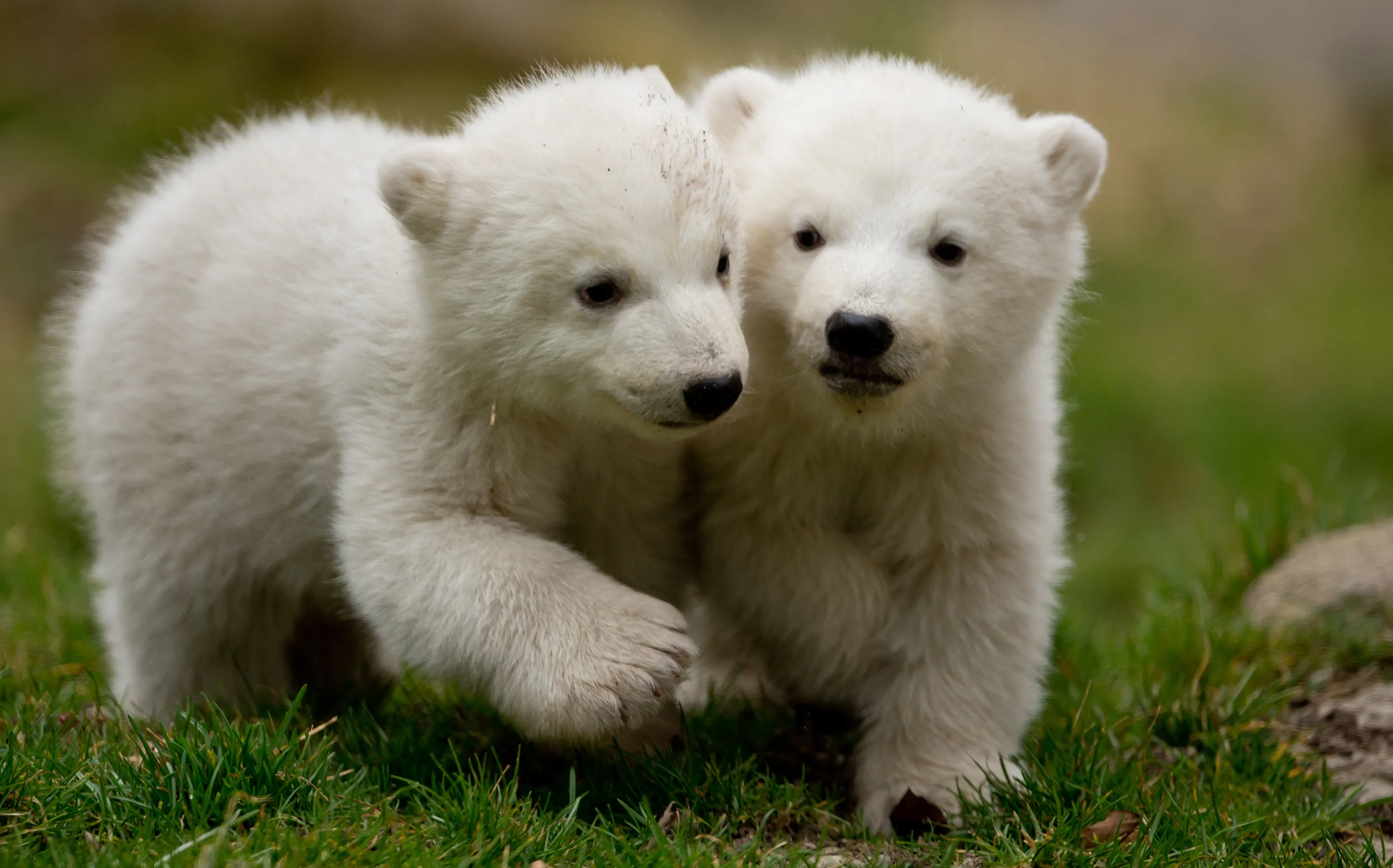 Милый медведь. Белый Медвежонок. Красивый Медвежонок. Маленький белый Медвежонок. Милые медвежата.