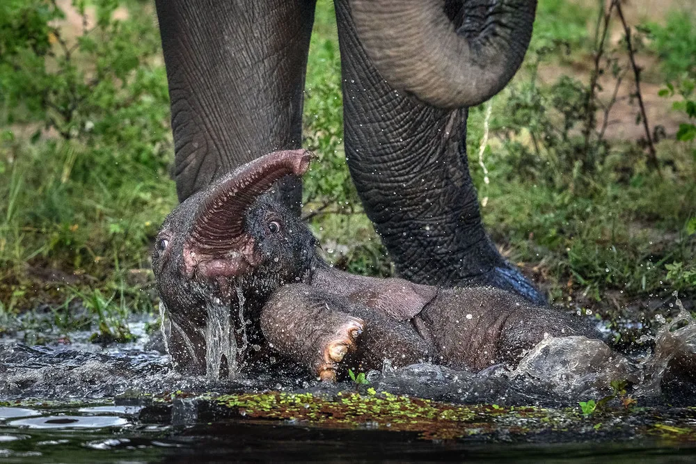 Baby Elephant Gets Stuck in a Pool of Water