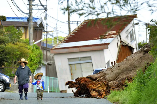 People walk near a fallen tree and house damaged by an earthquake in Mashiki, Kumamoto prefecture, Japan Sunday, April 17, 2016. After two nights of earthquakes, flattened houses and triggered major landslides in southern Japan, 91,000 people had evacuated from their homes, according to a Kumamoto prefectural official. (Photo by Ryosuke Ozawa/Kyodo News via AP Photo)