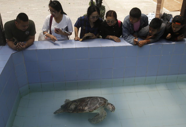 In this Friday, March 3, 2017 photo, people watch the female green green turtle nicknamed “Bank” swim in a pool at Sea Turtle Conservation Center n Chonburi Province, Thailand. (Photo by Sakchai Lalit/AP Photo)