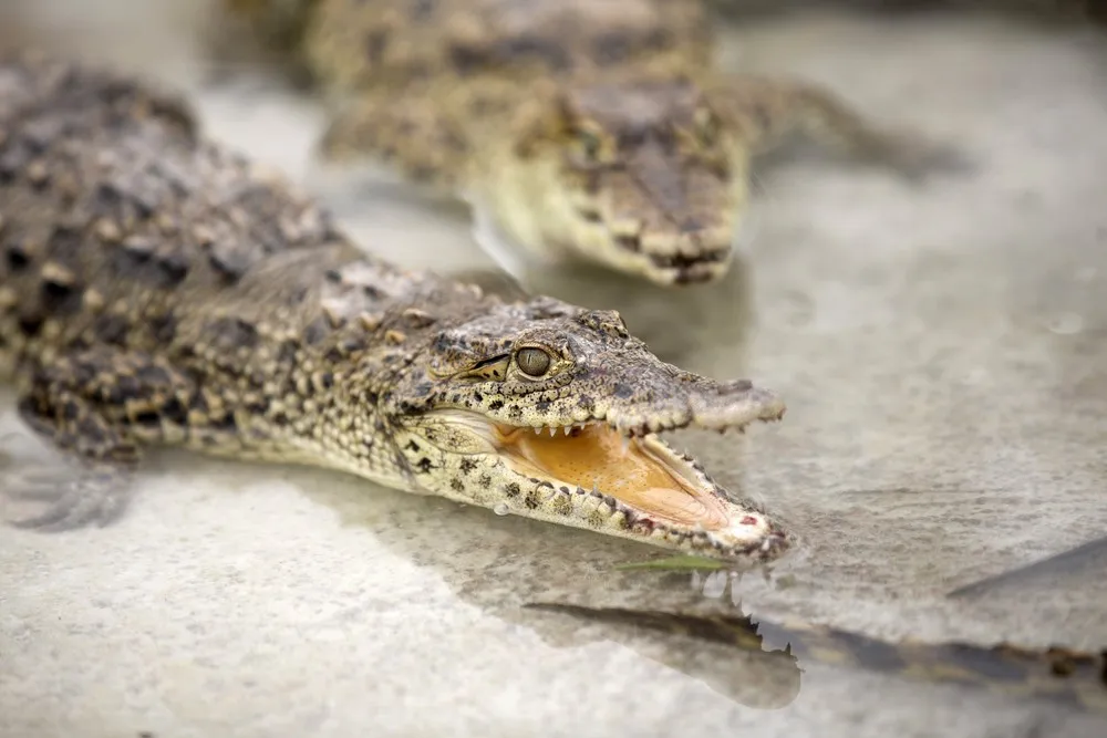 Cuban Crocodiles in Zapata Swamp National Park