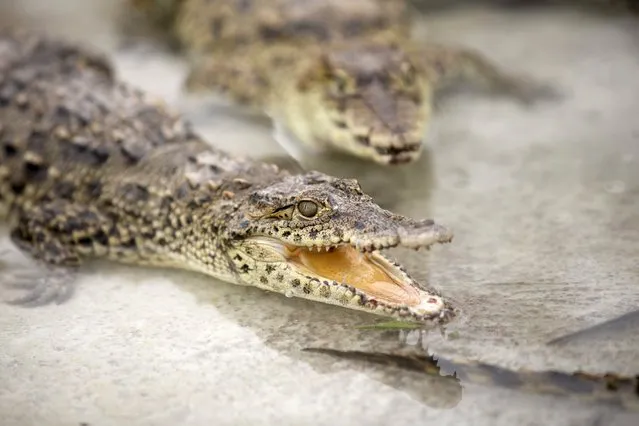 A baby Cuban crocodile (Crocodylus rhombifer), which just arrived from Havana National Zoo, lies in an enclosure at a hatchery at Zapata Swamp National Park, June 4, 2015. Ten baby crocodiles have been delivered to a Cuban hatchery in hopes of strengthening the species and extending the bloodlines of a pair of Cuban crocodiles that former President Fidel Castro had given to a Soviet cosmonaut as a gift in the 1970s. Picture taken June 4, 2015. REUTERS/Alexandre Meneghini 
