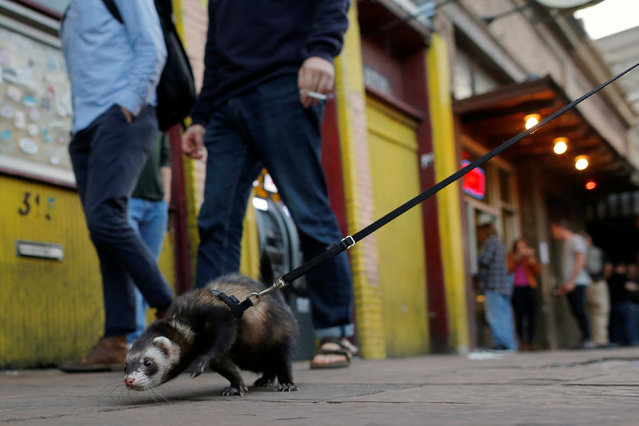 A man walks his ferret along 6th Street during the South by Southwest Music Film Interactive Festival 2017 in Austin, Texas, U.S., March 13, 2017. (Photo by Brian Snyder/Reuters)